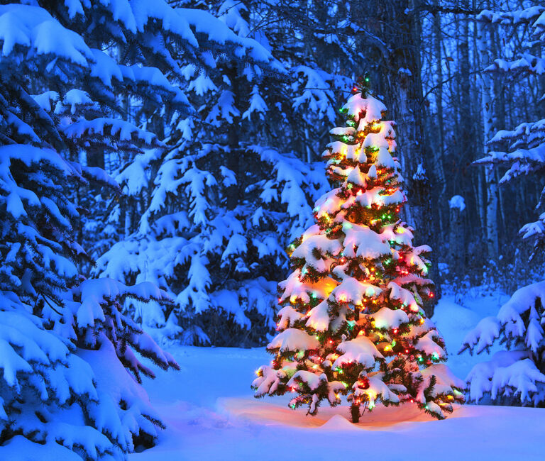 Relax into the Christmas spirit and admire a stunning display of decorated trees